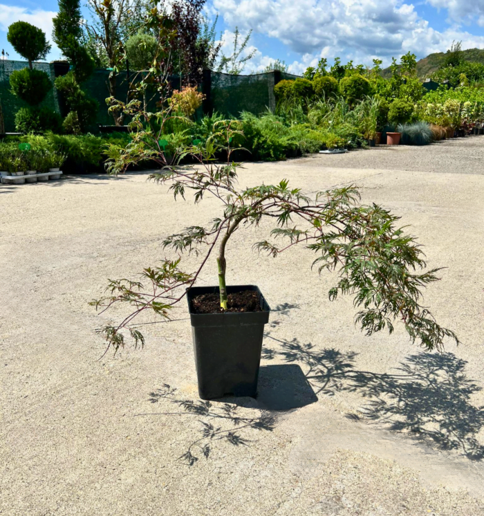 Arțar Garnet la ghiveci - imagine 2