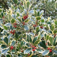 Transformă grădina ta într-un adevărat regat de culoare cu Ilex Altaclerensis Golden King. Adaugă un strop de strălucire cu acest arbust superb! 🌿🛒