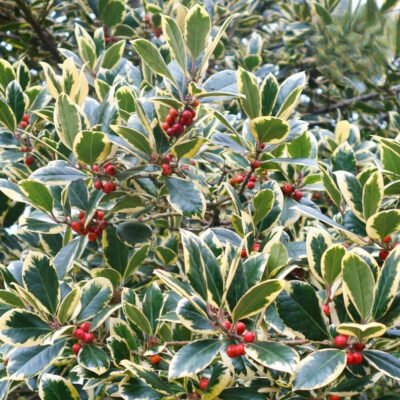 Transformă grădina ta într-un adevărat regat de culoare cu Ilex Altaclerensis Golden King. Adaugă un strop de strălucire cu acest arbust superb! 🌿🛒