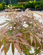 Arțar Jerre Schwartz la ghiveci - imagine 3