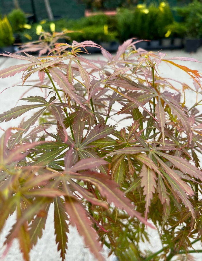 Arțar Jerre Schwartz la ghiveci - imagine 3