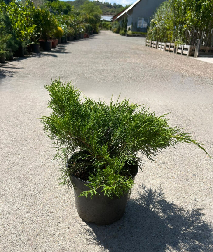 Juniperus Pfitzeriana Gold Coast la ghiveci - imagine 2
