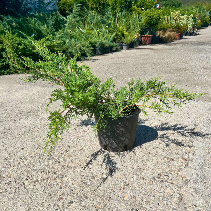 Juniperus Media Old Gold - Pepiniera Sosa