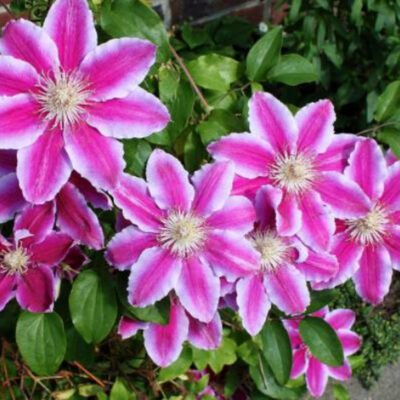 Adaugă eleganță și frumusețe grădinii tale cu Clematis Dr. Ruppel. O plantă ușor de întreținut, dar cu un impact vizual deosebit. 💐🌸