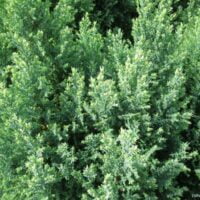 Dă-i grădinii tale un aspect unic cu Chamaecyparis Snow White. O alegere perfectă pentru un decor impresionant și simplu de întreținut. 🌿🛒