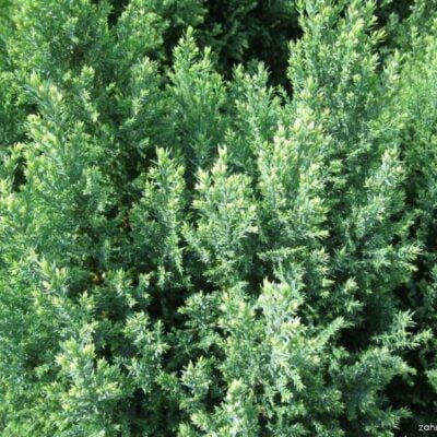 Dă-i grădinii tale un aspect unic cu Chamaecyparis Snow White. O alegere perfectă pentru un decor impresionant și simplu de întreținut. 🌿🛒