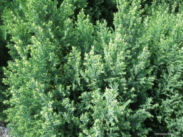 Dă-i grădinii tale un aspect unic cu Chamaecyparis Snow White. O alegere perfectă pentru un decor impresionant și simplu de întreținut. 🌿🛒