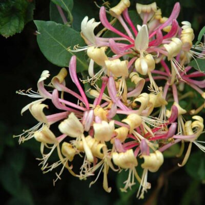 👉️ Oferă-ți grădinii tale o notă de eleganță cu ajutorul florilor de Lonicera periclymenum. Alege frumusețea naturală! 🌸🛒