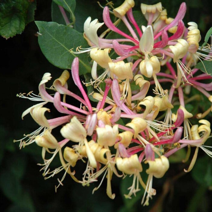 👉️ Oferă-ți grădinii tale o notă de eleganță cu ajutorul florilor de Lonicera periclymenum. Alege frumusețea naturală! 🌸🛒