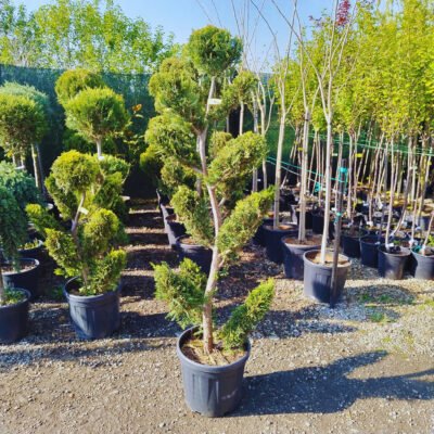 Leylandii Bonsai 'S' - Pepiniera Sosa