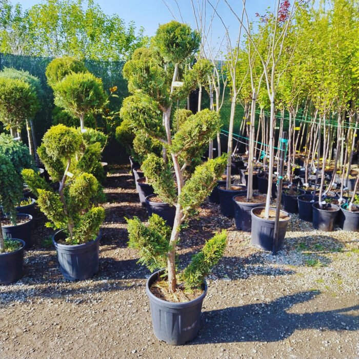 Leylandii Bonsai 'S' - Pepiniera Sosa