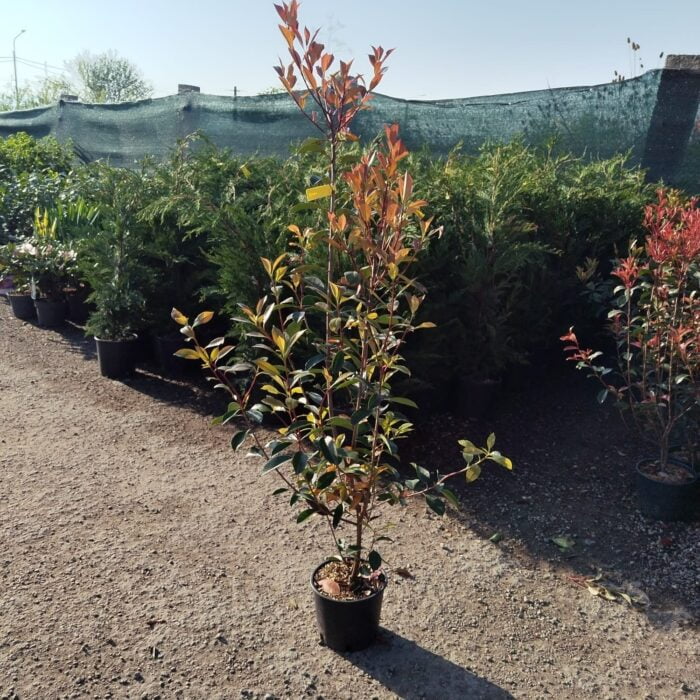 Photinia la ghiveci - imagine 2