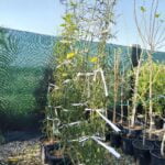 Lamai Citrus Trifoliata la ghiveci - imagine 3