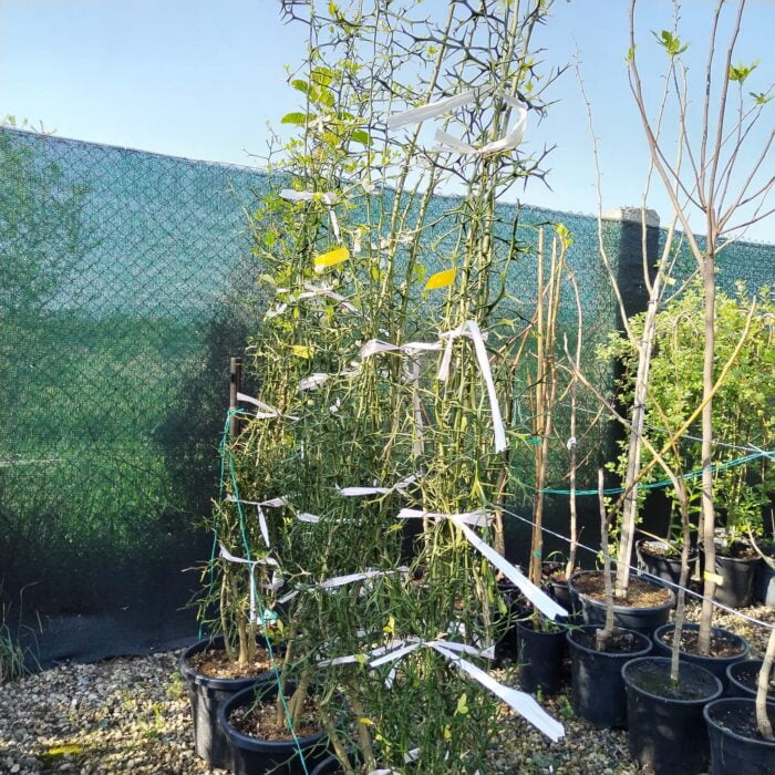 Lamai Citrus Trifoliata la ghiveci - imagine 3