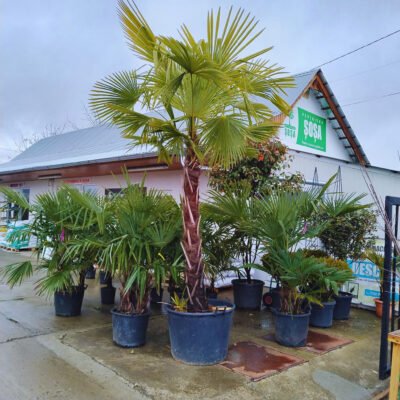 Planta ta de vis a sosit! Acest palmier Chamaerops cu frunze subțiri și fermecătoare se adaptează perfect în grădina ta de vis. 🌴
