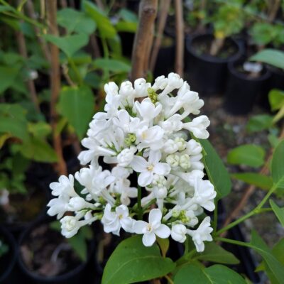 Syringa Vulgaris (Liliac) Alb este o varietate minunată de liliac cu flori albe. Adaugă un strop de eleganță și parfum inconfundabil grădinii tale. 🌼🛒