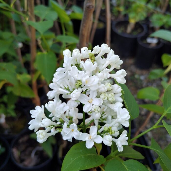 Syringa Vulgaris (Liliac) Alb este o varietate minunată de liliac cu flori albe. Adaugă un strop de eleganță și parfum inconfundabil grădinii tale. 🌼🛒