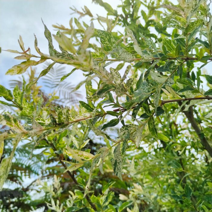 Salix Japoneza - Hakuro Nishiki la ghiveci 7L - imagine 4