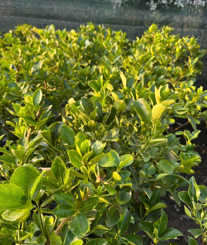 Euonymus Japonicus Himalaya la ghiveci - imagine 3