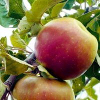 Iubiți aroma naturală și prospețimea? Încercați Măr Wagner Premiat, cel mai bun ingredient pentru prăjituri și deserturi de top! 🛒