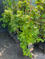 Hydrangea Petiolaris (hortensie urcătoare) la ghiveci - imagine 3