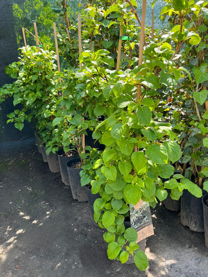 Hydrangea Petiolaris (hortensie urcătoare) la ghiveci - imagine 3