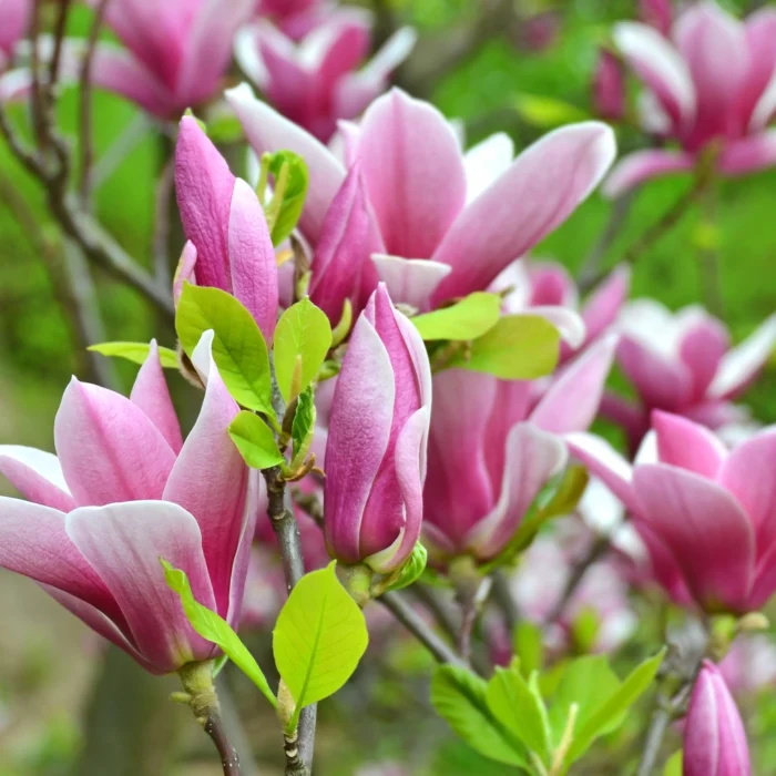 Magnolia Susan la ghiveci - imagine 1