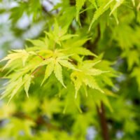 Arțar Japonez Verde Deschis la ghiveci