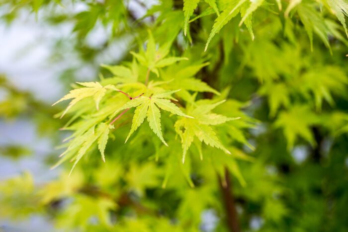 Arțar Japonez Verde Deschis la ghiveci - imagine 1