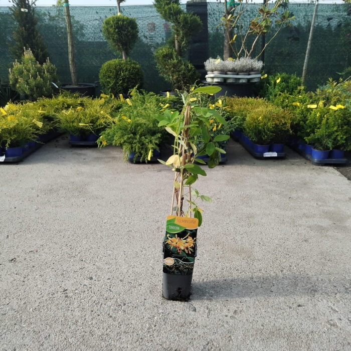 Lonicera (Mana Maicii Domnului) Tellmanniana la ghiveci - imagine 2