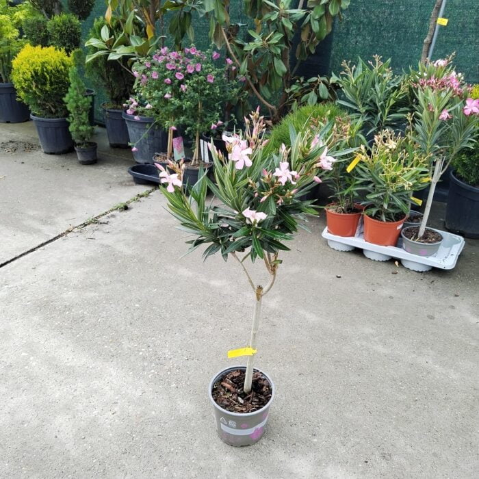 Oleandru pe picior 🌿 👉️ Oleandru pe picior este utilizat ca plantă decorativă în grădini, parcuri, alei și zone urbane. Nu rata și comandă acum! 🛒🌸