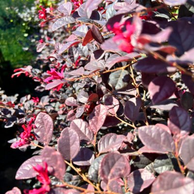 Loropetalum - Pepiniera Sosa