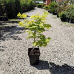 Arțar Aureum la ghiveci - imagine 2