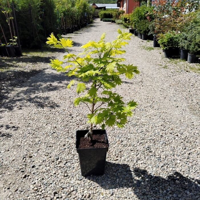 Arțar Aureum la ghiveci - imagine 2