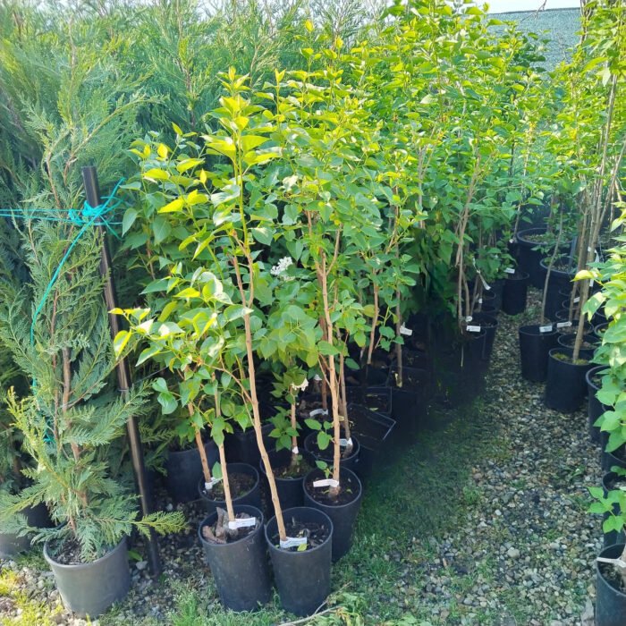 Syringa Vulgaris (Liliac) Alb la ghiveci - imagine 2