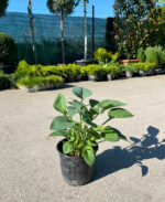 Hosta Blue Moon la ghiveci - imagine 2