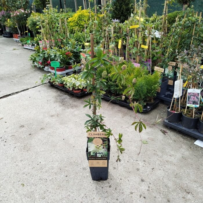 Passiflora Constance Elliot la ghiveci - imagine 2