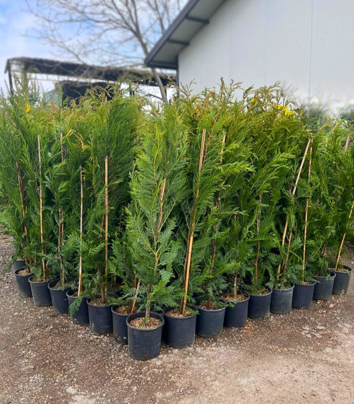 Cupressocyparis Leylandii la ghiveci - imagine 2