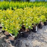 Euonymus Aurea la ghiveci - imagine 3