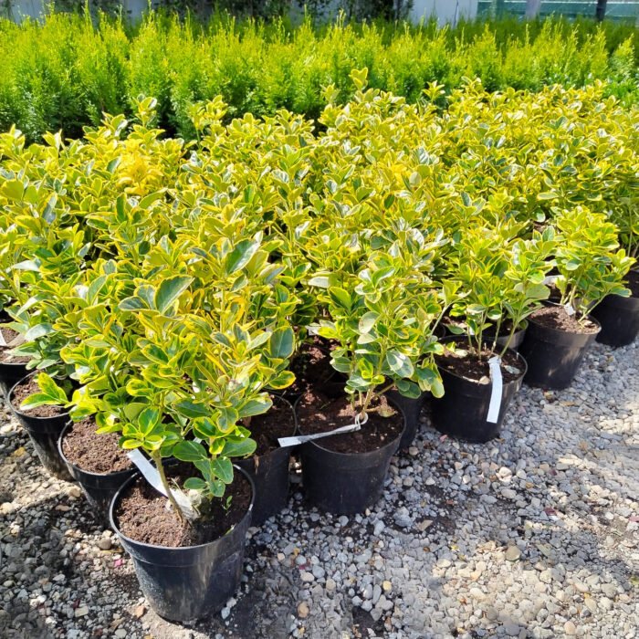 Euonymus Aurea la ghiveci - imagine 3