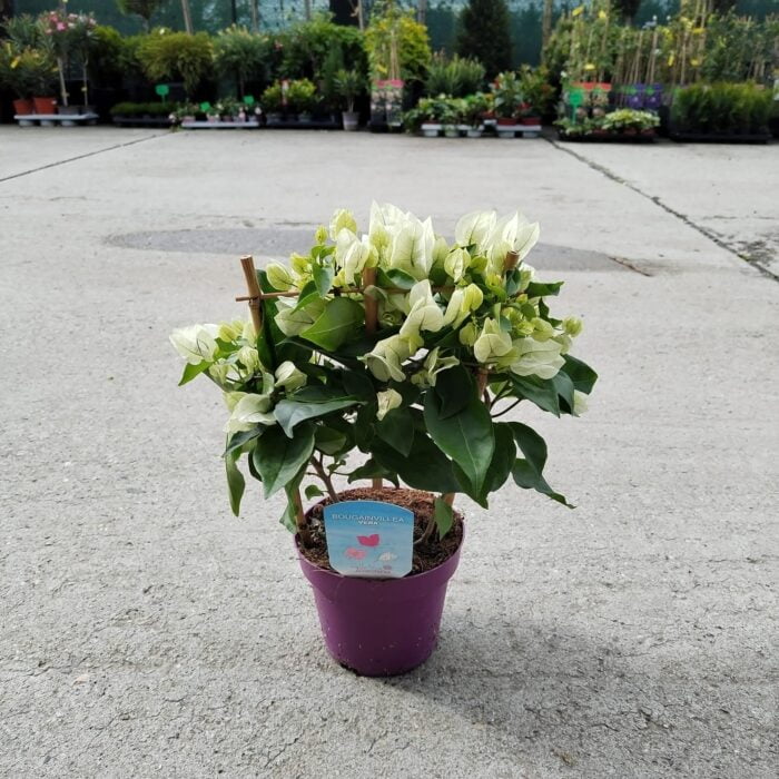 Floare de hartie (Bougainvillea) Alba la ghiveci - imagine 2
