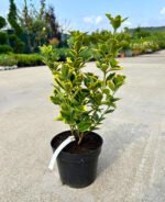 Euonymus Aurea - Pepiniera Sosa
