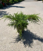 Juniperus Pfitzeriana Gold Coast la ghiveci - imagine 2