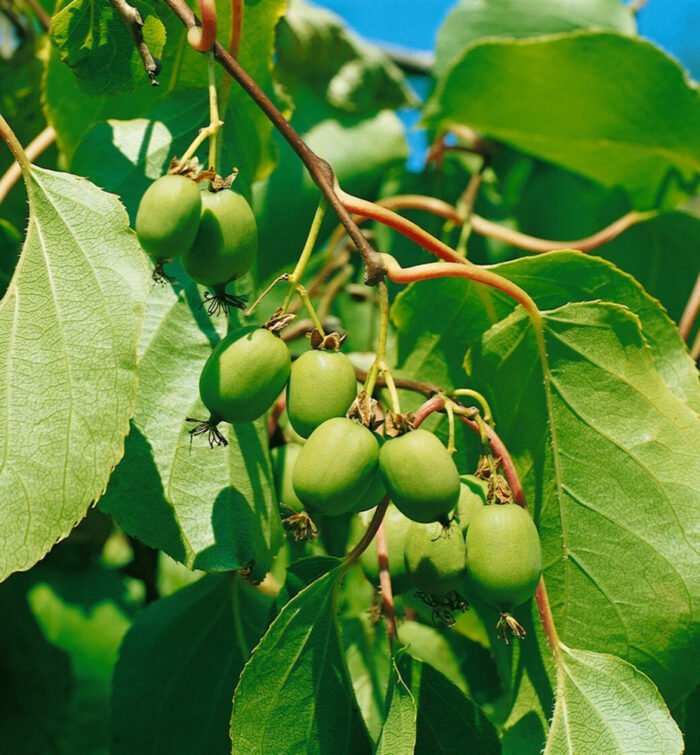 Descoperă secretul energiei și sănătății cu Mini Kiwi "Weiki". Un fruct delicios și bogat în nutrienți, perfect pentru tine! 🥝🛒