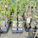 Passiflora Constance Elliot la ghiveci - imagine 3