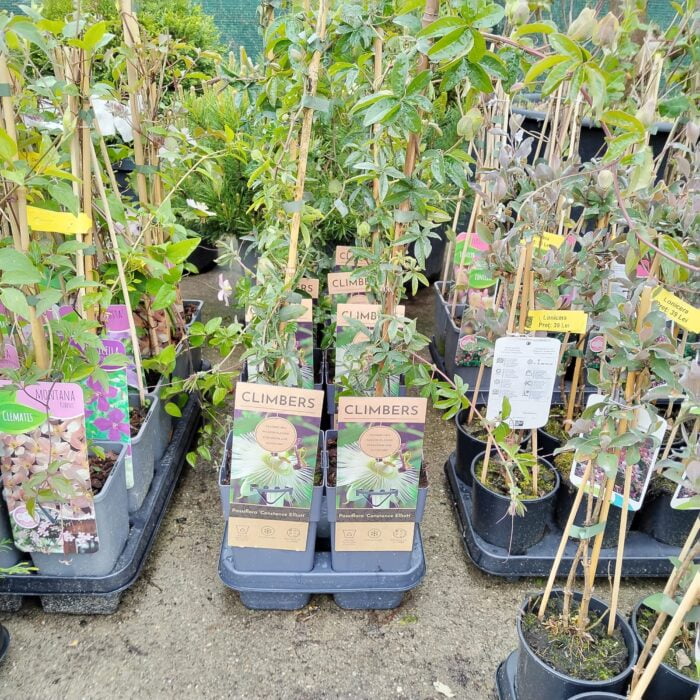 Passiflora Constance Elliot la ghiveci - imagine 3