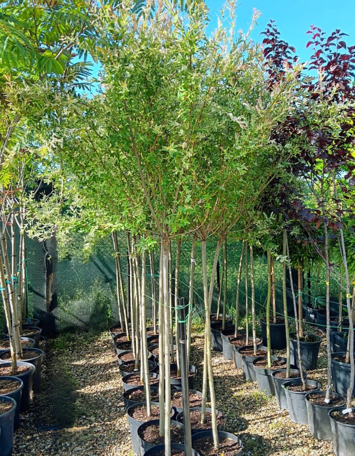 Salix Japoneza - Hakuro Nishiki la ghiveci 7L - imagine 2