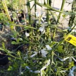 Lamai Citrus Trifoliata la ghiveci - imagine 4