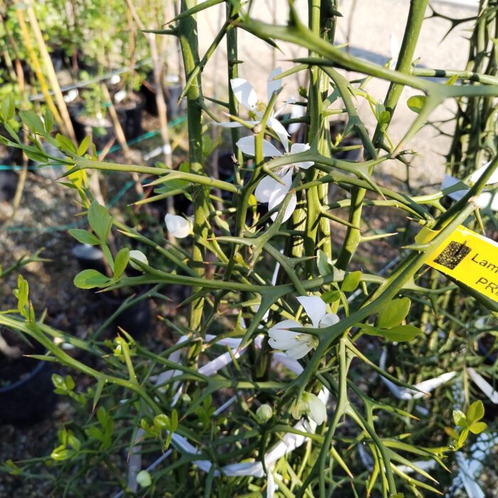 Lamai Citrus Trifoliata la ghiveci - imagine 4