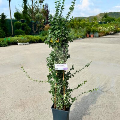 Euonymus Emerald Gaiety - Pepiniera Sosa